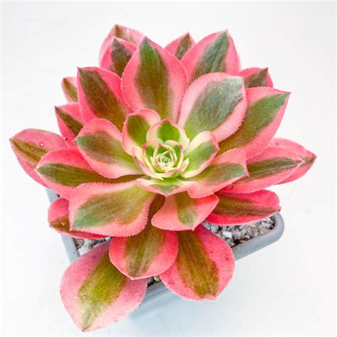 Pink Witch Succulents: A Trending Favorite Amongst Plant Enthusiasts